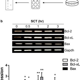 Time Course Of SCT Induced Bcl 2 Bcl XL And Bax Expression In Sct