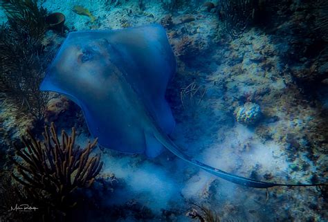 Southern Stingray – Melvin Rutledge Photography