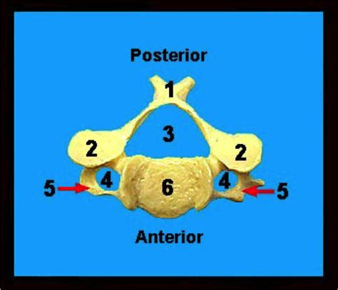 Cervical Vertebra Superior View Diagram Quizlet