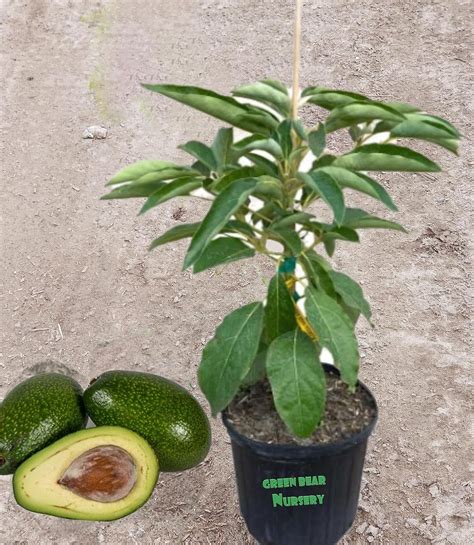 Live Grafted Israel Ettinger Avocado Tree 2 To 3 Feet Tall Cold Hardy 5 Gallon