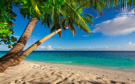 Sand Sea Palm Tree 2K Green Palms Blue Shore Paradise Summer