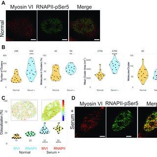 Nuclear Organisation Of Rnapii And Colocalization With Myosin Vi A