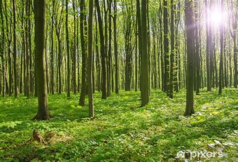 Sticker Arbres de la forêt nature vert bois soleil milieux PIXERS FR