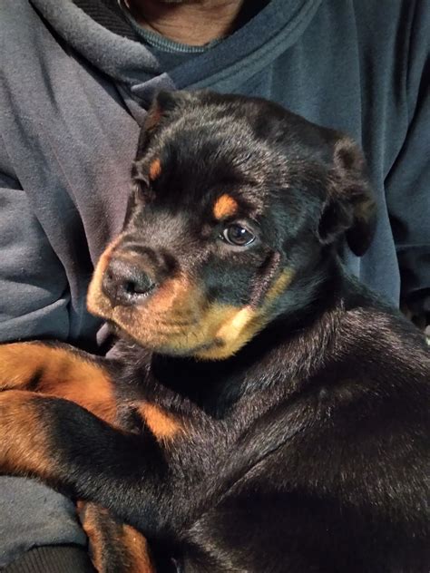 rottweiler,mladič