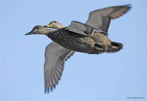 American Black Duck | Ducks Unlimited