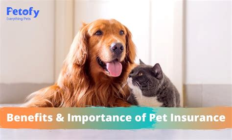 Benefits and Importance of Pet Insurance | Petofy