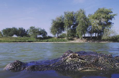 41 Alligator habitat Stock Pictures, Editorial Images and Stock Photos ...