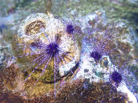 Tropical sea urchins move from a marine lab in Leeuwarden to the ...