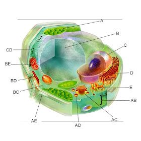 Gambar Struktur Sel Tumbuhan Lengkap Dengan Keterangannya – pulp