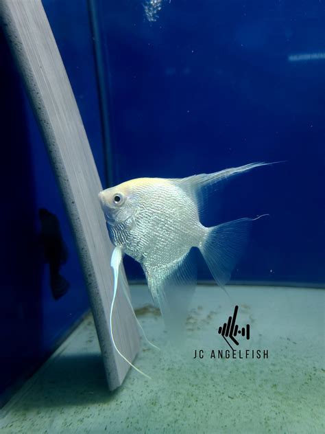 Platinum pearlscale angelfish – JC Angelfish