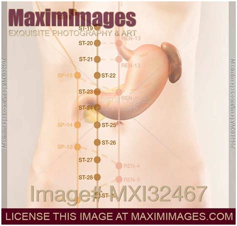 Image Of Tcm Stomach And Spleen Meridian Acupuncture Points Stock