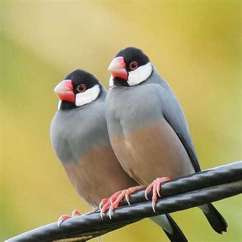 Buy Java Finch For Sale Online In Pakistan Taj Birds