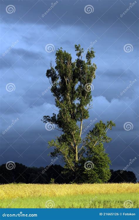 Poplar Tree Stock Photo Image Of Region Mazovia Heaby 21665126