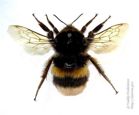 Bombus terrestris - Alchetron, The Free Social Encyclopedia