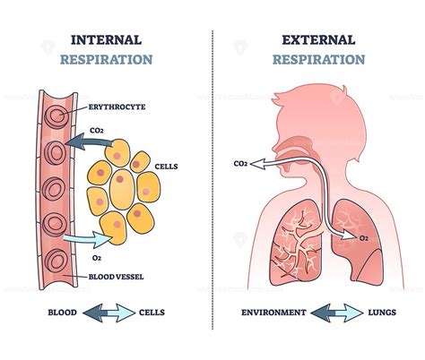 Internal Vs External Respiration System With Air Exchange Outline