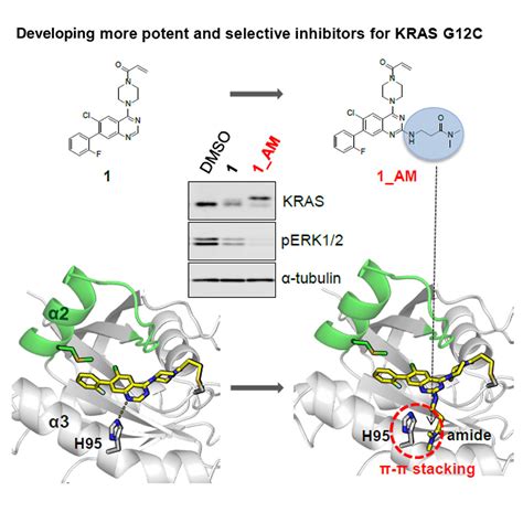 Potent And Selective Covalent Quinazoline Inhibitors Of Kras G12c Cell Chemical Biology