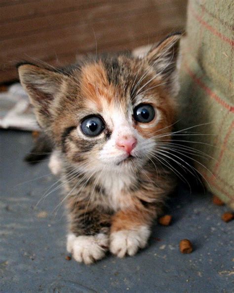 Tiny Itty Bitty Kittens - Love Meow