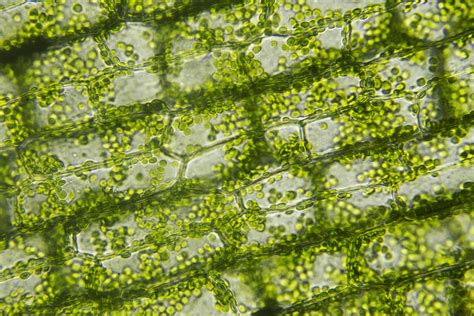 Chloroplast Plant Cell Microscope