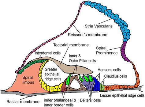 Cochlear Hair Cells Model