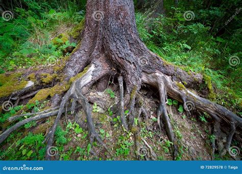 Wurzeln Des Alten Baums Mit Moos Im Wald Stockfoto Bild Von Organisch