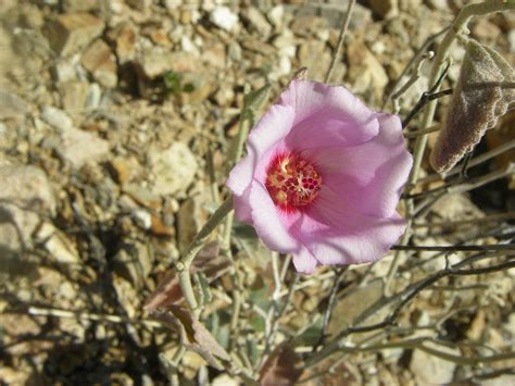 Hibiscus Denudatus King Canyon Trail Saguaro National Par Flickr