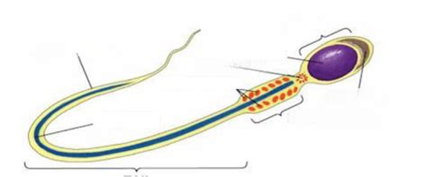 Anatomy Of Sperm Diagram Quizlet