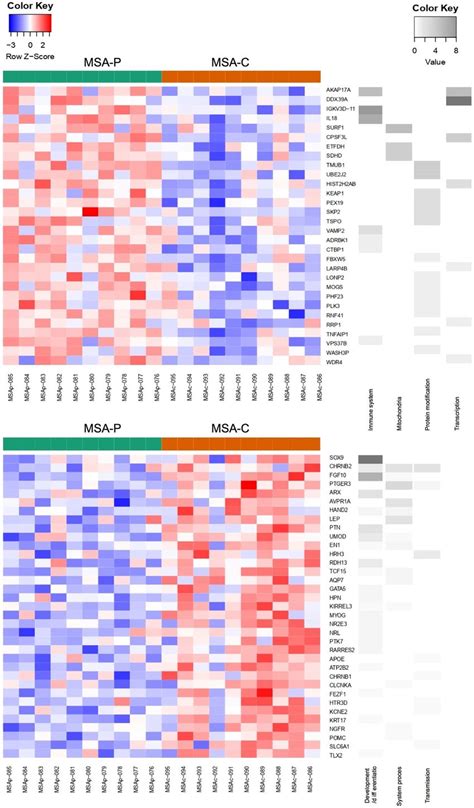 GSEA Analysis In MSA P Vs MSA C Positive Enrichment GSEA Results