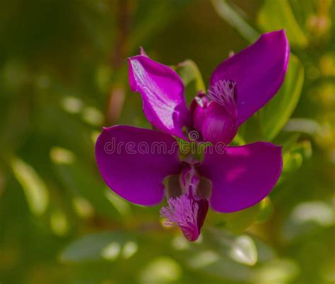 Polygala Myrtifolia Evergreen Shrub With Purple Flowers Stock Image