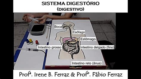 Atividades Sobre Sistema Digestivo Ano Not Cias E Entretenimento