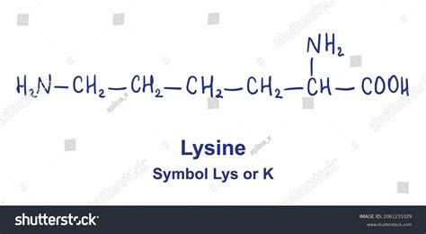 Lysine Chemical Structure Vector Illustration Hand Stock Vector Royalty Free 2061231029