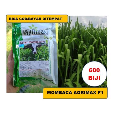 Jual Benih Super Mombaca F Biji Agrimax Spanyol Bibit Rumput Pakan