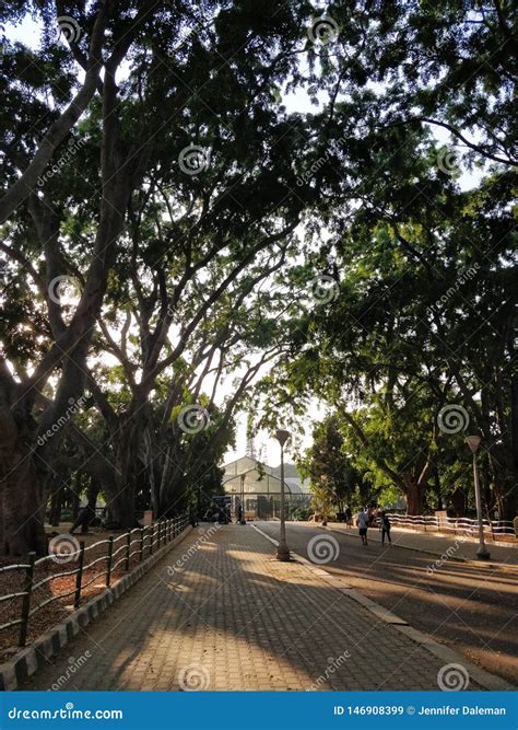 Lalbagh Botanical Gardens in Bangalore Stock Image - Image of branches
