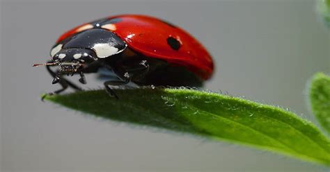 5 Lucky Animals That Predict Excellent Fortune - Learn About Nature