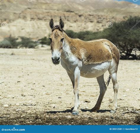 O Onagro Hemionus Do Equus Um Burro Selvagem Asi Tico Marrom Imagem