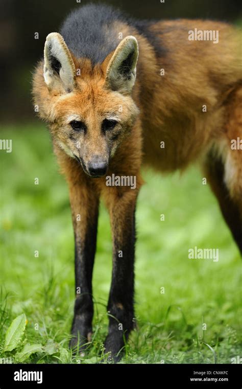 Maned Wolf Chrysocyon Brachyurus Front View Stock Photo Alamy