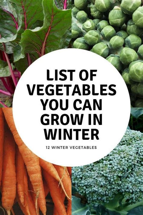 Learn Twelve Vegetables You Can Grow In The Fall And Winter With Tip On