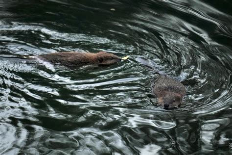 Baby beaver sighting brings hopes of comeback — H2O IQ