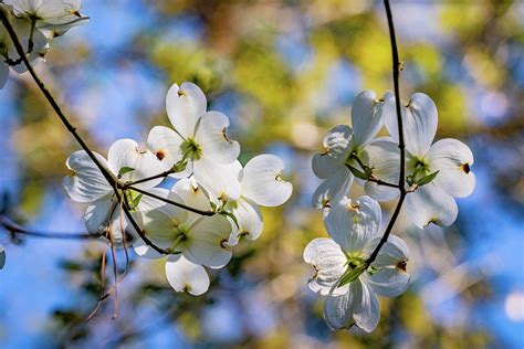 Texas Dogwoods Photograph By Linda Unger Fine Art America