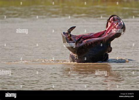 Hippo yawning hi-res stock photography and images - Alamy