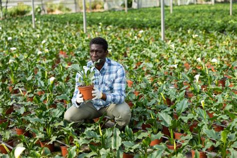 Los Campesinos Miran Cuidadosamente Las Plantas Y Flores Mientras Las