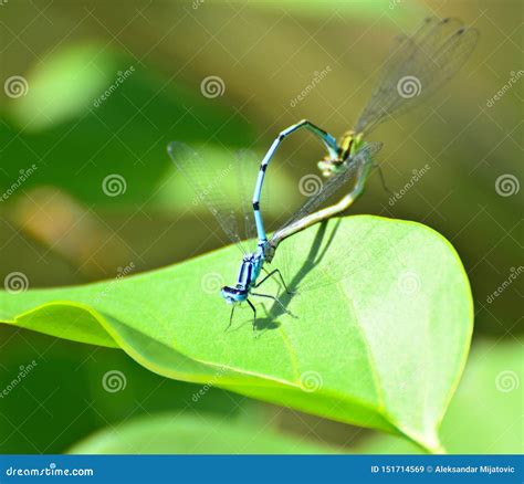 Dragonflies Mating Macro Shot Stock Image Image Of Macro Nature