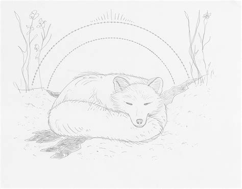 Sleeping Fox Drawing