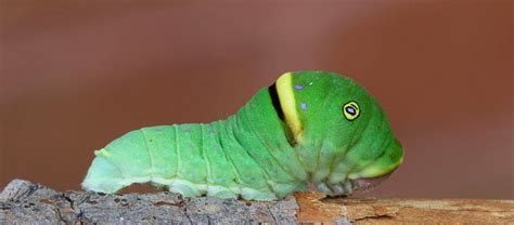 Green Caterpillar Identification Guide: 18 Common Types, 60% OFF