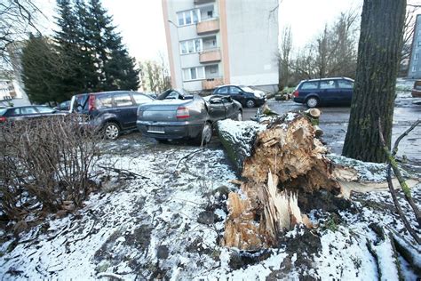 Wichura Po Amane Drzewa Brak Pr Du Op Nione Poci Gi Bardzo