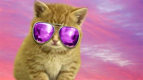 Cool Cat Hd Wallpaper Wallpapersafari