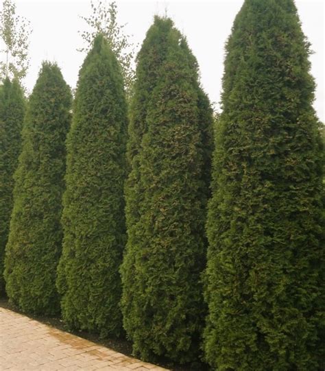 Туя Колумна купить с доставкой, 6.00руб.