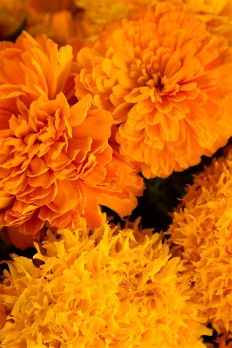 Planting Marigolds For Day Of The Dead And Beyond Los Angeles Times