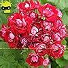 Seeds Pack Giant Red Appleblossom Rosebud Pelargonium Geranium