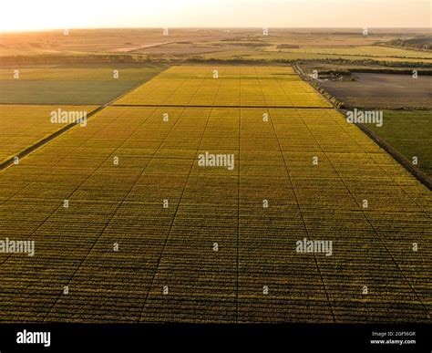 Aerial View Of Vast Agricultural Farm Fields At Summer Sunset Stock