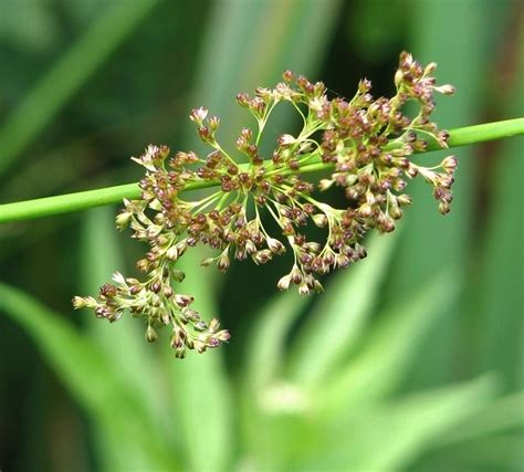 Soft Rush Juncus Effusus Evelyn Simak Cc By Sa 2 0 Geograph